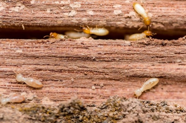 wood destroying insect inspection